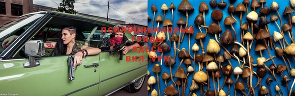 PSILOCYBIN Гусев